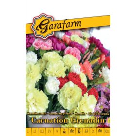 Garafarm Classic Grenadin szegfű Színkeverék