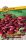 Garafarm Red kidney