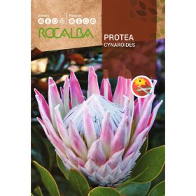 ROCALBA Cukorcserje Cynaroides 6g