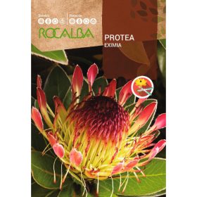 ROCALBA Cukorcserje eximia 6 szem