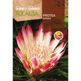 ROCALBA Cukorcserje Repens 6g