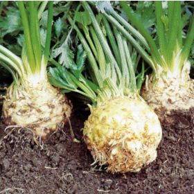 Zeller Celeriac Mars 1g 2000 szem