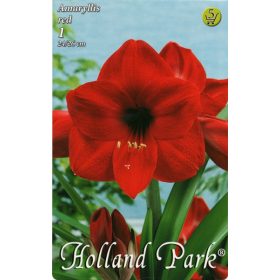 Virághagyma Amaryllis Red  1db