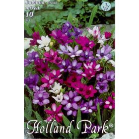 Virághagyma Babiana mixed  10db