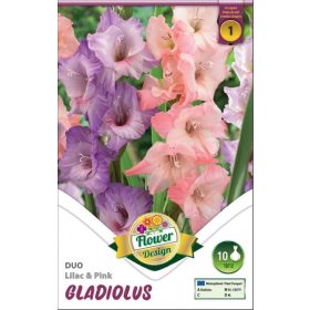 Virághagyma Gladiolus Duo Lilac & Pink 10db