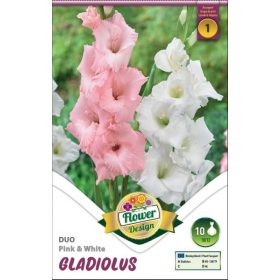 Virághagyma Gladiolus Duo Pink & White 10db
