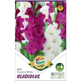 Virághagyma Gladiolus Duo Purple & White 10db