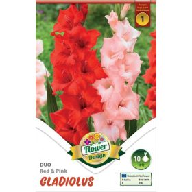 Virághagyma Gladiolus Duo Red & Pink 10db
