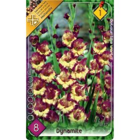 Virághagyma Gladiolus Dynamite  8db