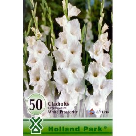 Virághagyma Gladiolus White Prosperity  50db