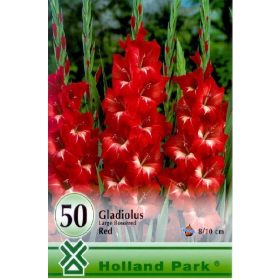 Virághagyma Gladiolus Red  50db
