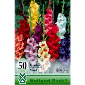 Virághagyma Gladiolus Mixed  50db