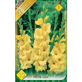 Virághagyma Gladiolus Nova Lux  10db