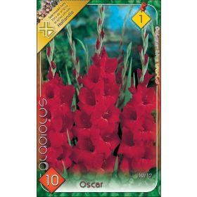 Virághagyma Gladiolus Oscar  10db