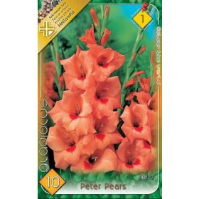 Virághagyma Gladiolus Peter Pears  10db