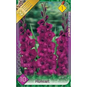 Virághagyma Gladiolus Plumtart  10db
