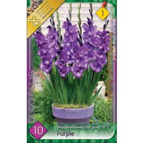 Virághagyma Gladiolus Shortstemmed for pot  Purple 10db