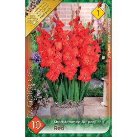 Virághagyma Gladiolus Shortstemmed for pot  Red 10db