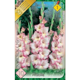 Virághagyma Gladiolus Priscilla  10db
