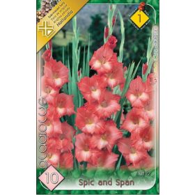 Virághagyma Gladiolus Spic and Span  10db