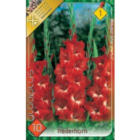 Virághagyma Gladiolus Traderhorn  10db