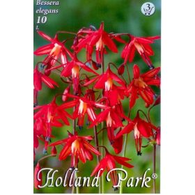 Virághagyma Bessera elegans  10db