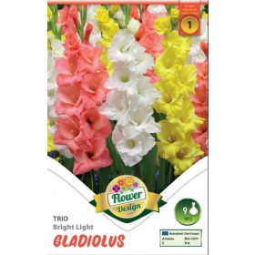 Virághagyma Gladiolus Trio Bright Light 9db