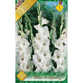 Virághagyma Gladiolus White Prosperity  10db