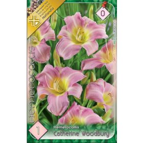 Virághagyma Hemerocallis Catherine Woodbury  1db