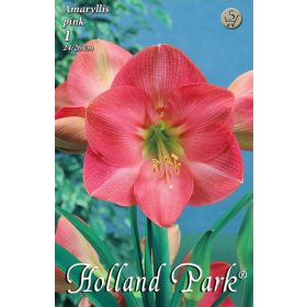 Virághagyma Amaryllis pink  1db