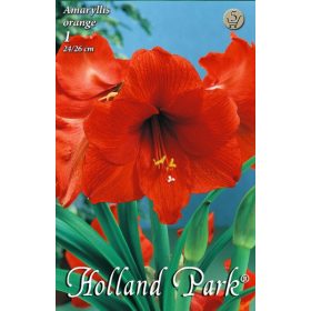 Virághagyma Amaryllis orange  1db