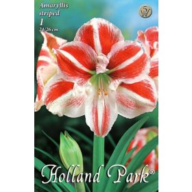 Virághagyma Amaryllis striped  1db