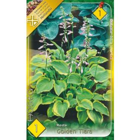 Virághagyma Hosta Golden Triara  1db