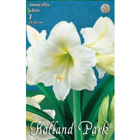 Virághagyma Amaryllis white  1db