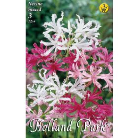 Virághagyma Nerine mixed  3db