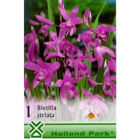 Virághagyma Bletilla striata  1db