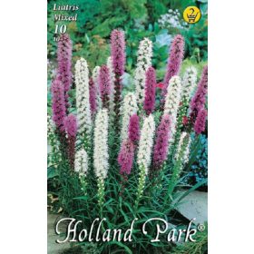 Virághagyma Liatris mixed  10db