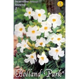 Virághagyma Incarvillea Snowtop  1db