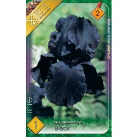 Virághagyma Iris Germanica Black 1db