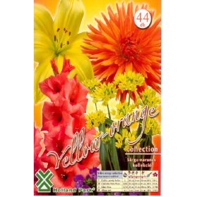Virághagyma Yellow - Orange kollekció  44db