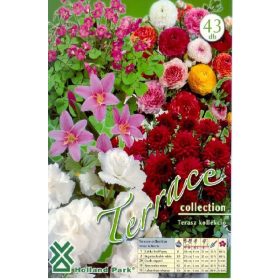 Virághagyma Terrace kollekció  43db