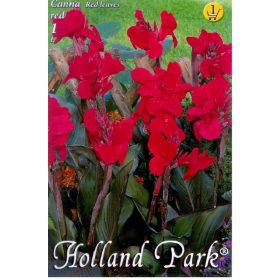 Virághagyma Canna red (red leaves)  1db