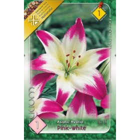 Virághagyma Lilium Asiatic Hybrid Pink White 1db