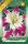 Virághagyma Lilium Asiatic Hybrid Pink White 1db