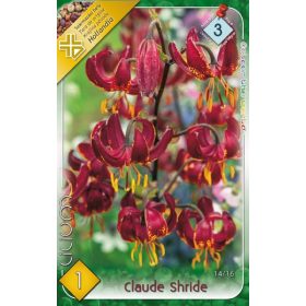 Virághagyma Lilium Claude Shride  1db