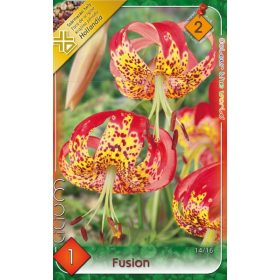 Virághagyma Lilium Fusion  1db