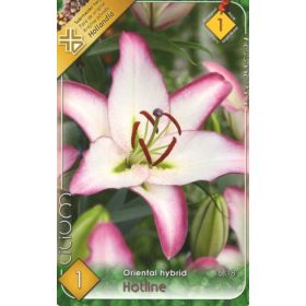 Virághagyma Lilium Oriental Hybrid Hotline 1db