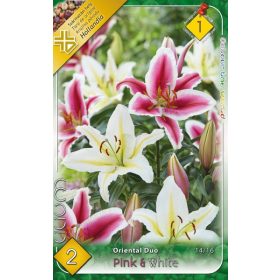 Virághagyma Lilium Oriental Duo Pink & White 2db