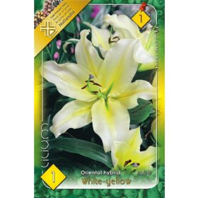 Virághagyma Lilium Oriental Hybrid White-yellow 1db