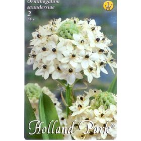 Virághagyma Ornithogalum saundersiae  2db
